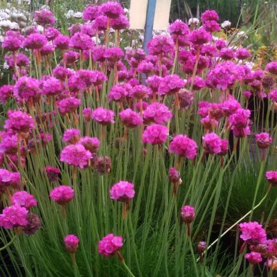 Armeria maritima ‚Splendens‘ (Strand-Grasnelke)