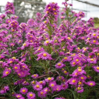 Aster novii-belgii ‚ Karminkuppel‘ (Glattblattaster)