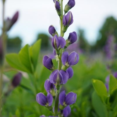 Baptisia australis (Indigolupine)