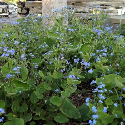 Brunnera macrophylla (Kaukasus-Vergissmeinnicht)