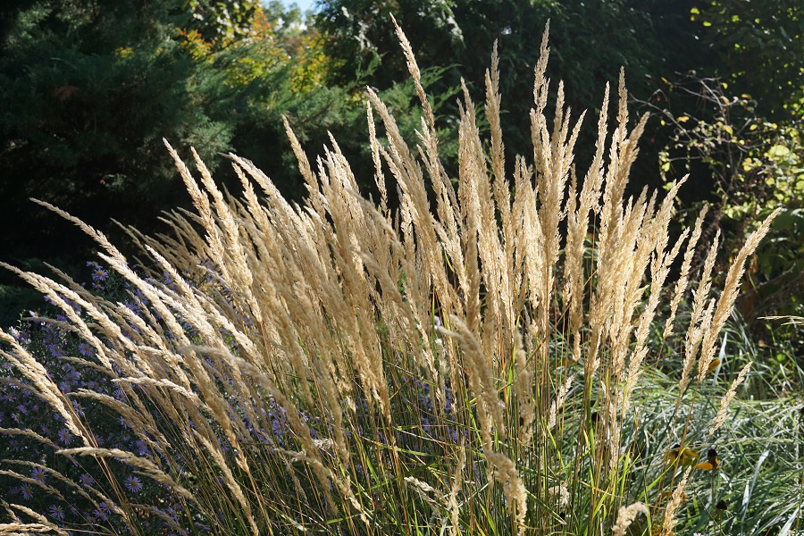 Calamagrostis Acutiflora Karl Forster Garten Reitgras