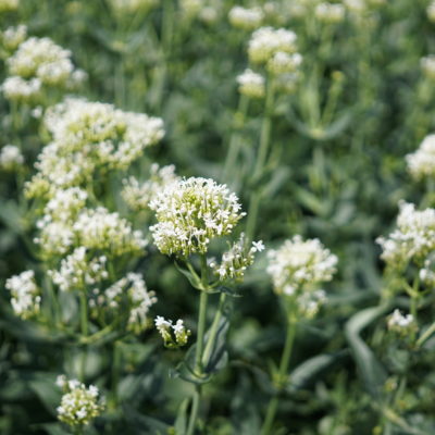 Centranthus ruber ‚Albus‘ (Weiße Spornblume)