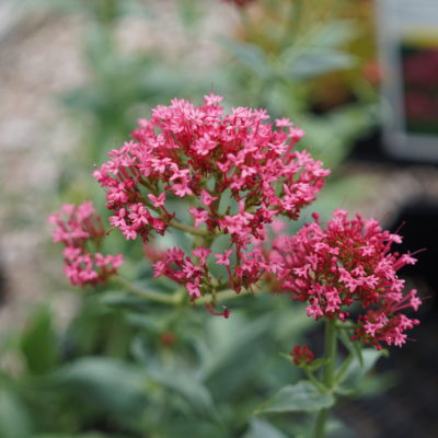 Centranthus ruber ‚Rosenrot‘ (Rote Spornblume)