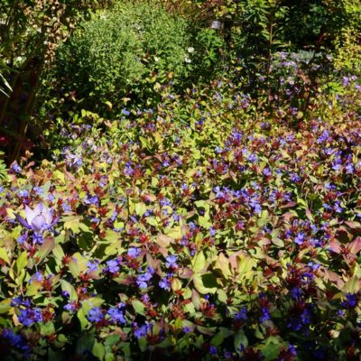 Ceratostigma plumbaginoides (Bleiwurz)