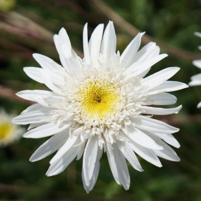 Chrysanthemum maximum ‚Christine Hagemann‘ (Sommermargerite)