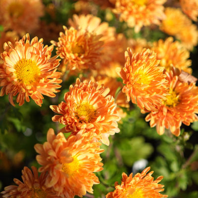 Chrysanthemum x hortorum ‚Kleiner Bernstein‘ (Winter – Aster)