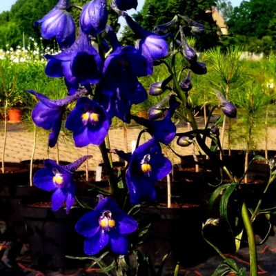 Delphinium x belladonna ‚Atlantis‘ (Rittersporn)