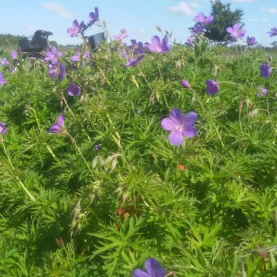 Geranium clarkei