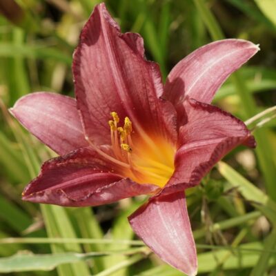 Hemerocallis hybr. ‚Summer Wine‘ (Taglilie)