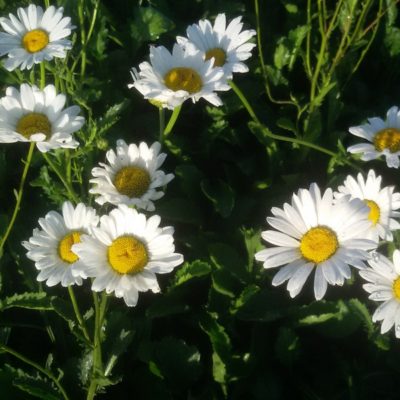 Chrysanthemum leucanthemum ‚Maikönigin‘ (Wiesenmarguerite)