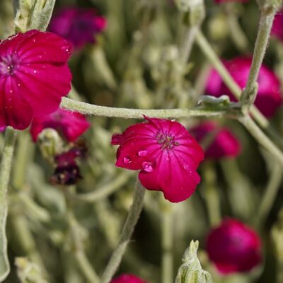 Lychnis coronaria