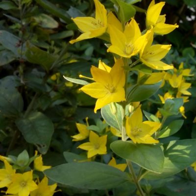 Lysimachia punctata (Felberich)