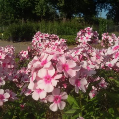 Phlox paniculata ‚Bright Eyes‘