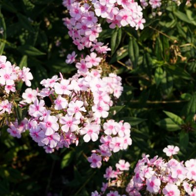 Phlox paniculata ‚Rosalinde‘