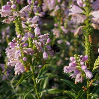 Physostegia virginiana ‚Bouquet Rose‘