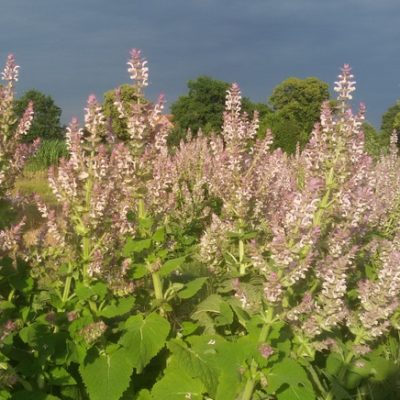 Salvia sclarea