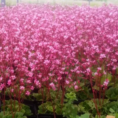 Saxifraga x urbium ‚Clarence Elliot‘